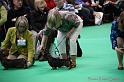 Crufts2011_2 1277